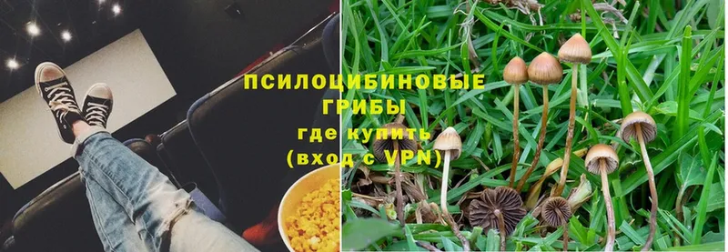 Галлюциногенные грибы Psilocybe  Хабаровск 